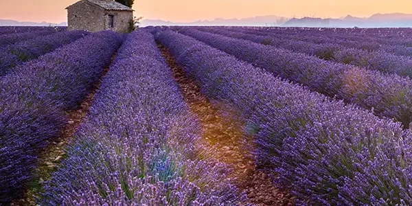 Provenza e Camargue: un viaggio organizzato tra lavanda, borghi e natura selvaggia